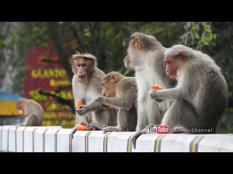 funny-monkeys---worlds-most-sneakiest-animal