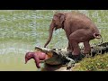 Mother elephant attacks crocodile very hard to save her baby wild animals attack