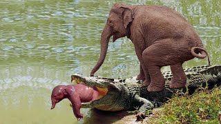 Слонушка изо всех сил нападает на крокодила, чтобы спасти своего малыша