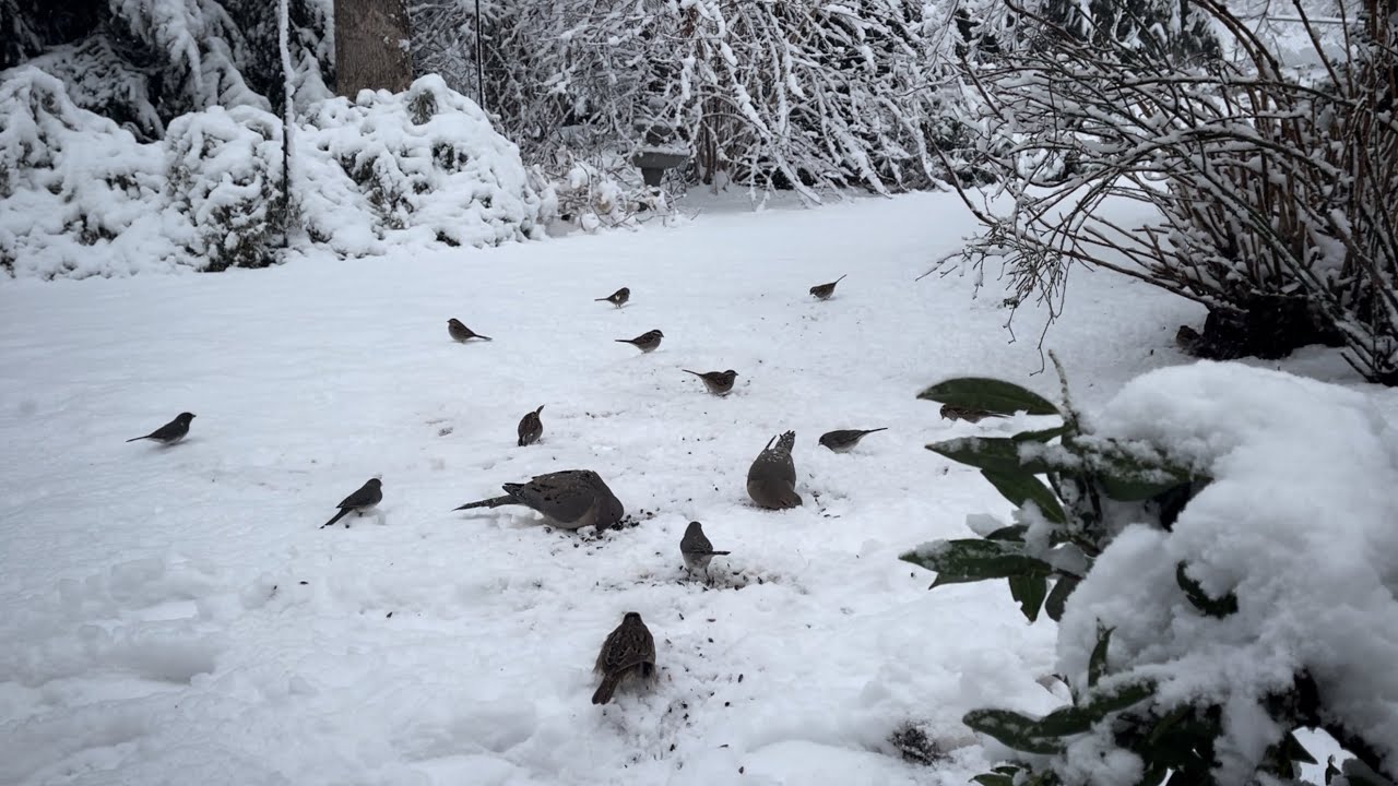 ❄️ Little Birds Brave the Chill for a Snack ❄️ 