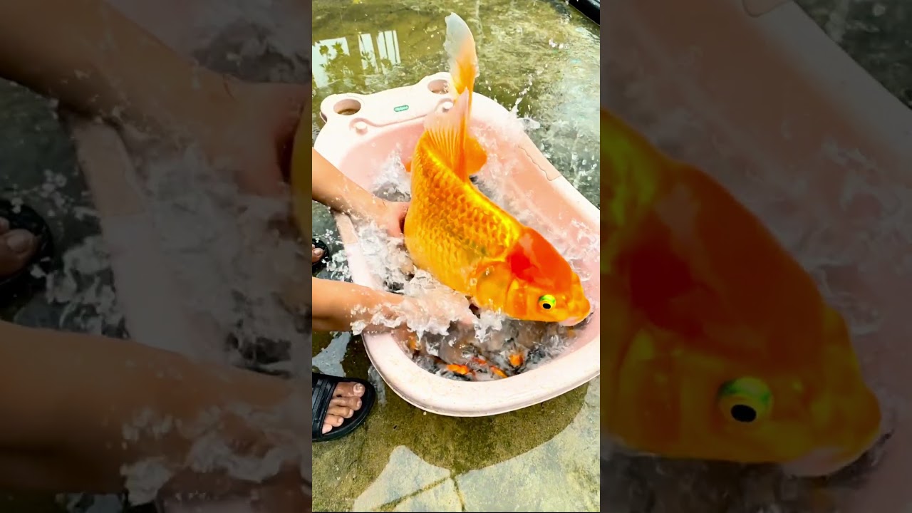 When He Looked Into the Fish Bowl, a Giant Glowing Goldfish Appeared 😱🐟