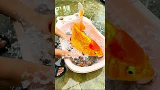 Download Lagu When He Looked Into the Fish Bowl, a Giant Glowing Goldfish Appeared 😱🐟#viralvideo #shorts MP3
