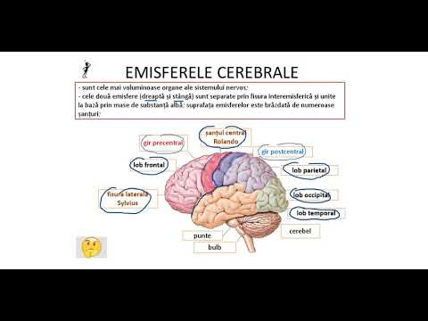 EMISFERELE CEREBRALE