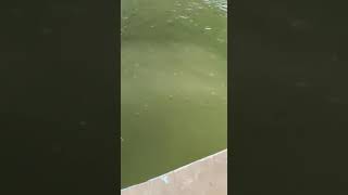 Download Lagu Natural RAS system  without drum filter MP3