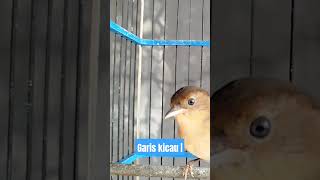 Flamboyan full kasaran