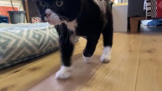 【猫】お散歩できると分かると小走りしてしまうもんた