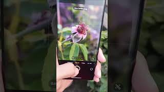 vivo T3 Pro photography #smartphone #phone #tech #techtok #viral #vivot3pro #vivo #photography