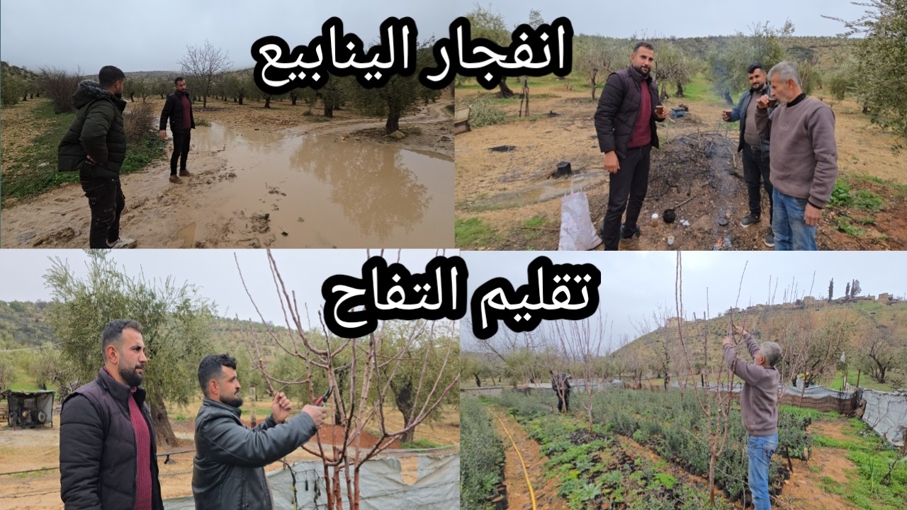 ساعدنا أبو خليل بتقليم التفاح | أجواء مطر و إنفجار الينابيع عنا بالضيعة | تابعوا للأخير❤️