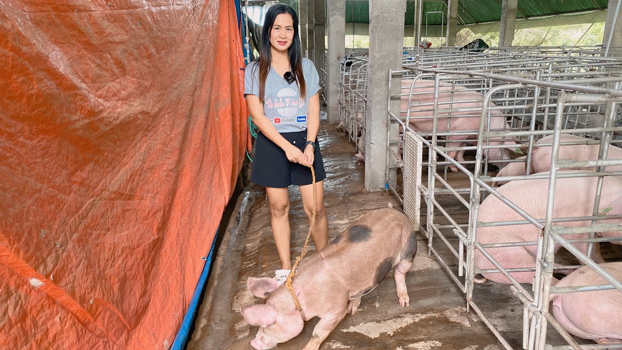 Pinaka maSwerteng baboy namin (Ang dami nyang CHICKS) Hanggang AMOY lang muna// Mahiyain pa si TOMI