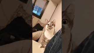 Such an Awesome Cat, I Like The Facial Expression 🐱😂 #funny #cat #shorts