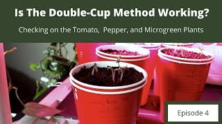 Is the Double-cup Method Working with the Tomato & Pepper Plants?