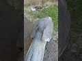 Calopsita Dodi passeando no quintal 🥰