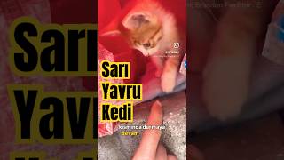 Sarı yavru kedi.. #cat #belgesel #yavruhayvanlar #pati #kedi #köpek #pets #video #animals #reels #fy