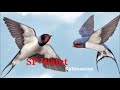 Sp Burung Walet Putih Suara Walet Tv Mp3 - Mp4 Download