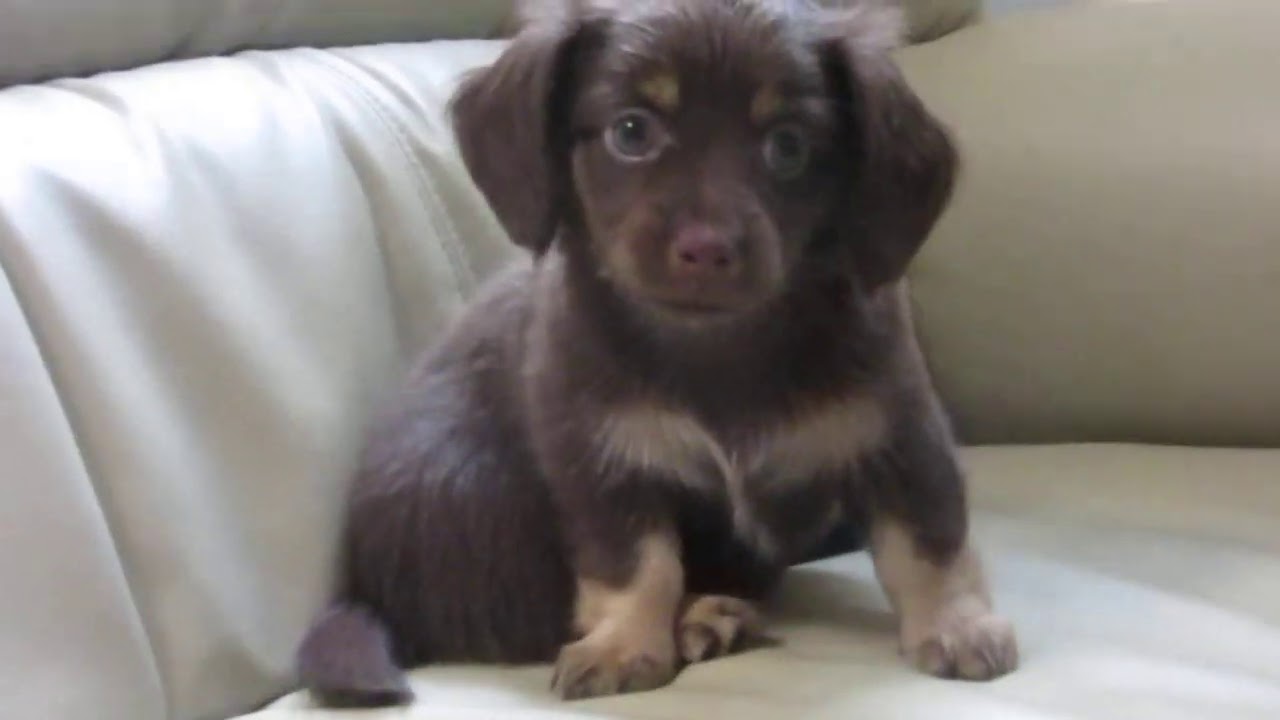 ダックス チワワのゆたか K Y Victory犬舎 ブリーダー ダックス チワワのゆたか K Y Victory犬舎 ブリーダー