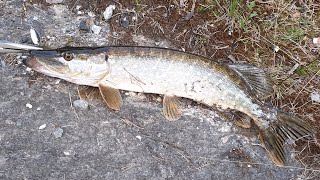 Gjedde - Liten fisketur - På Sluk - Ørje Norge \ Pike Fished with lure Norway 2020