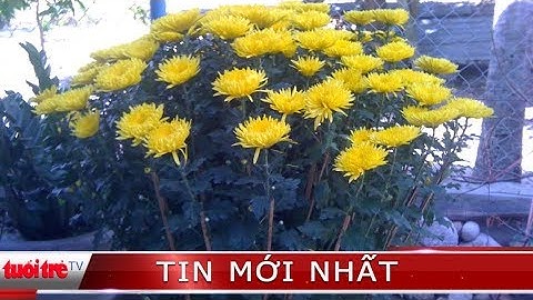 ⚡ Tin mới nhất | “Hoa đại gia” dự kiến hút hàng dịp Tết Nguyên Đán