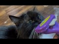 盗み食いをした後、ブラッシングされた猫　ラガマフィンA cat being brushed after stealing food. Ragamuffin