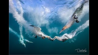 Photographing Diving Gannets
