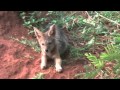 Baby (Black-Backed) Jackal Pup waits for safety outside of den