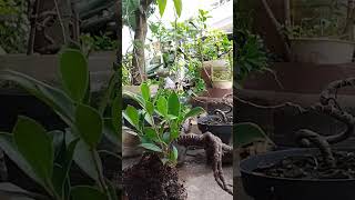 Program bonsai kimeng gabungan on the rock part 4 #bonsaikimeng #bonsaitree #caraperawatanbonsai