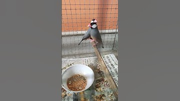 new 2 pet 😍#Java bird #birds #finch # love