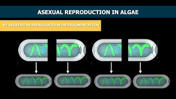 Reproduction In Algae