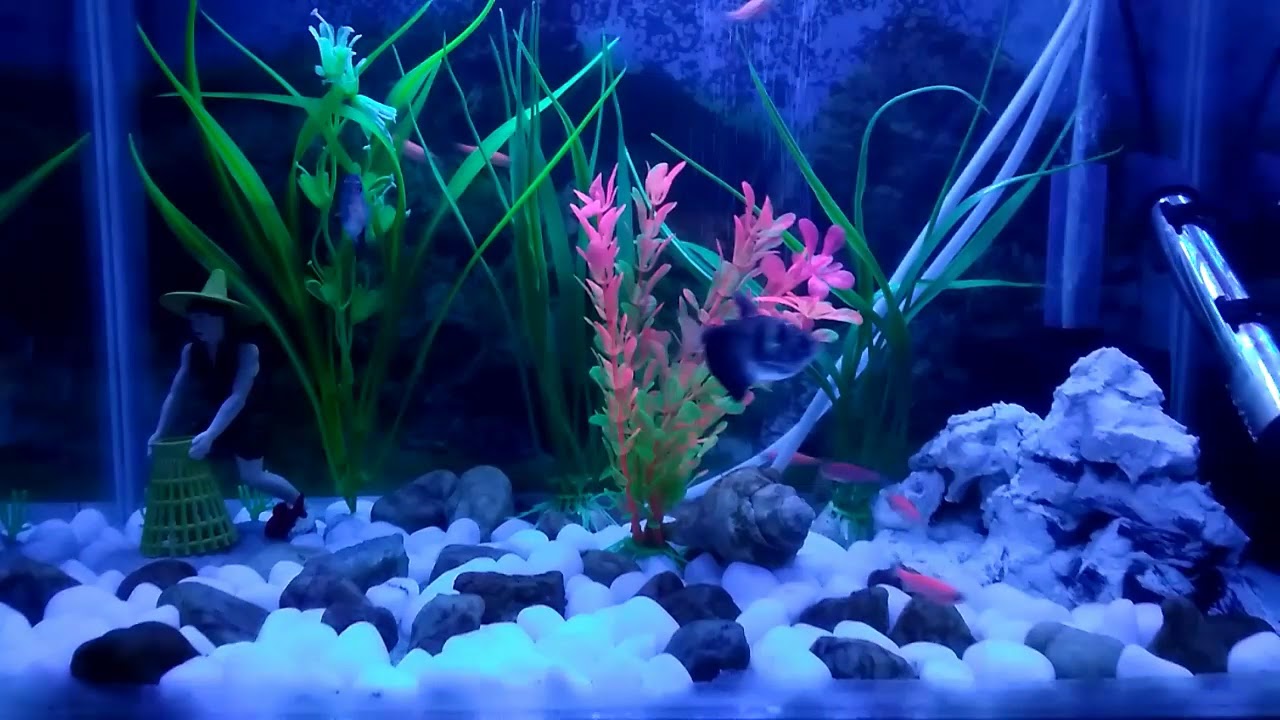How to keep your aquarium crystal clear. In Bengali পরিষ্কার জলের
