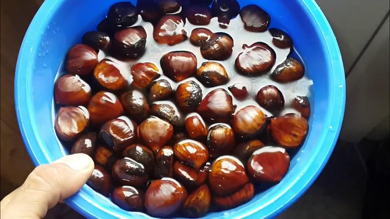 Вытяжка из каштана. Каштан приготовление. Конский каштан жёлтый. Настойка из каштанов. Как сделать настойку из каштана.