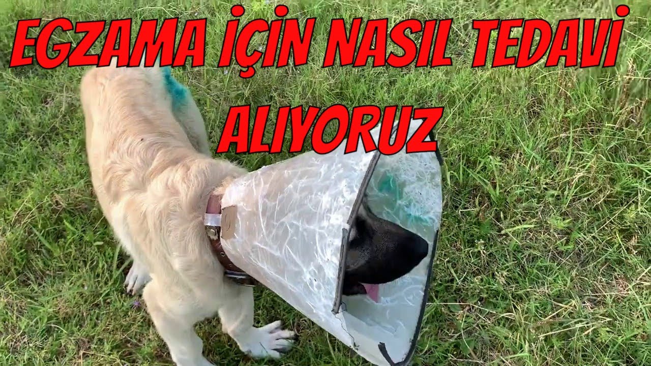 Kopeklerde Egzama Tedavisi Nasil Olur Aryanin Son Durumu Youtube