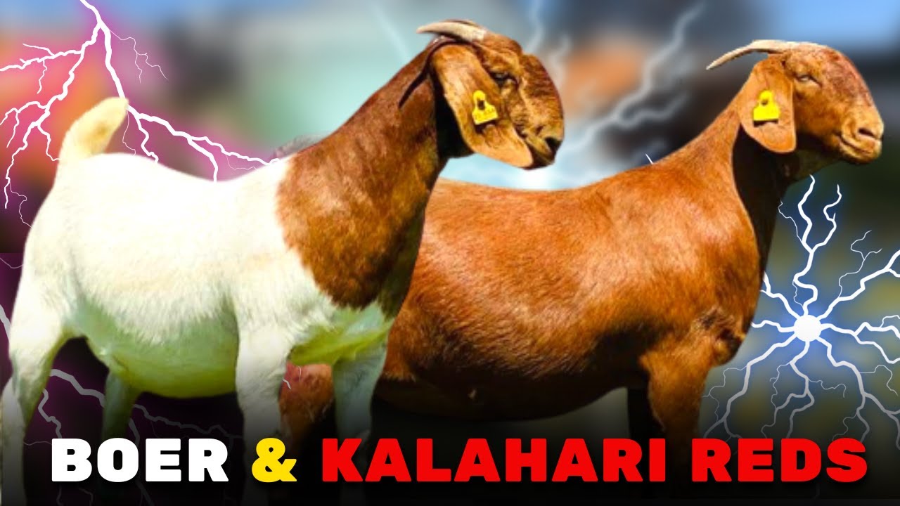 INCREDIBLE! High Genetic LEVEL goats - YouTube