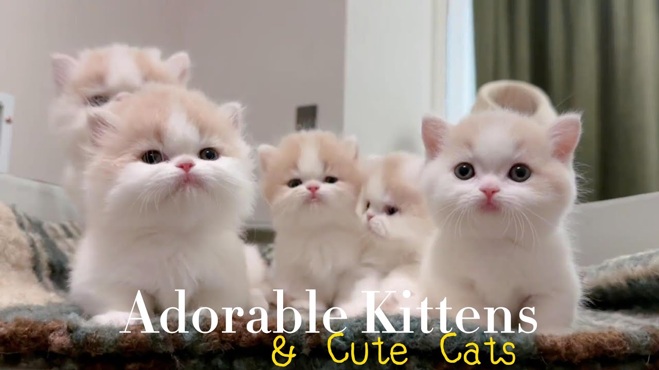 The Cutest Kitten Making the Sweetest Sounds 🐱🐾😻 Funny Cats Video #funnyvideo #cutecat #shorts #meow