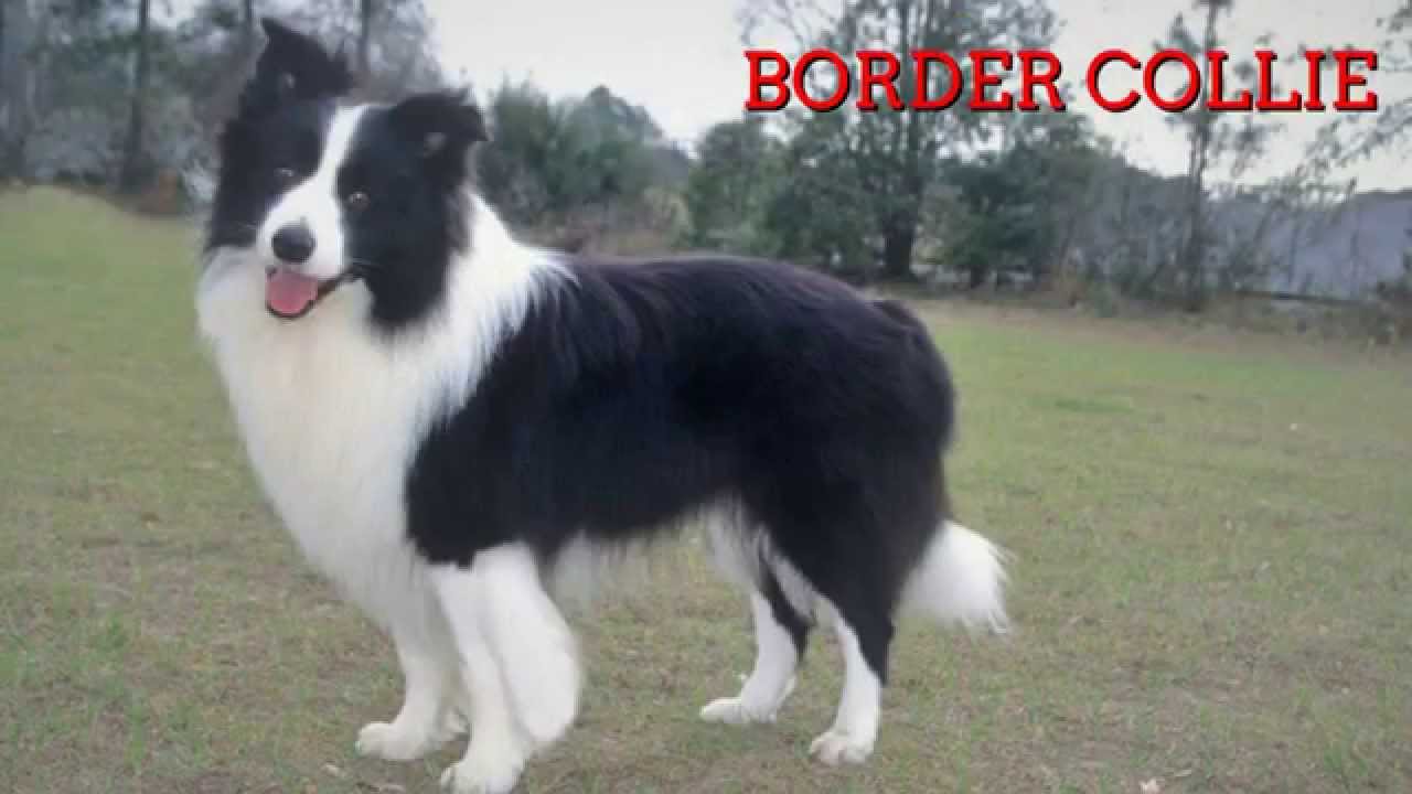 Razas de perros, Border Collie - YouTube