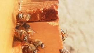 متابعة عمل النحل الغنامي في شتاء تهامة ١٧يناير٢٠٢٠