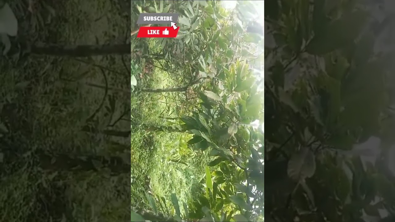 Herramientas necesarias para apodar🛠️ ~