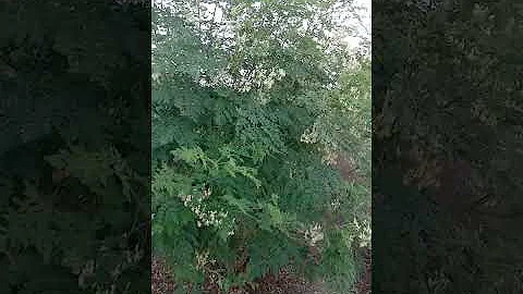 drumsticks harvesting | shevga sheti | #shorts #drumsticks #shevgasheti #trend  #youtubeshort