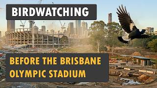Birdwatching before the Brisbane Olympic Stadium construction begins!