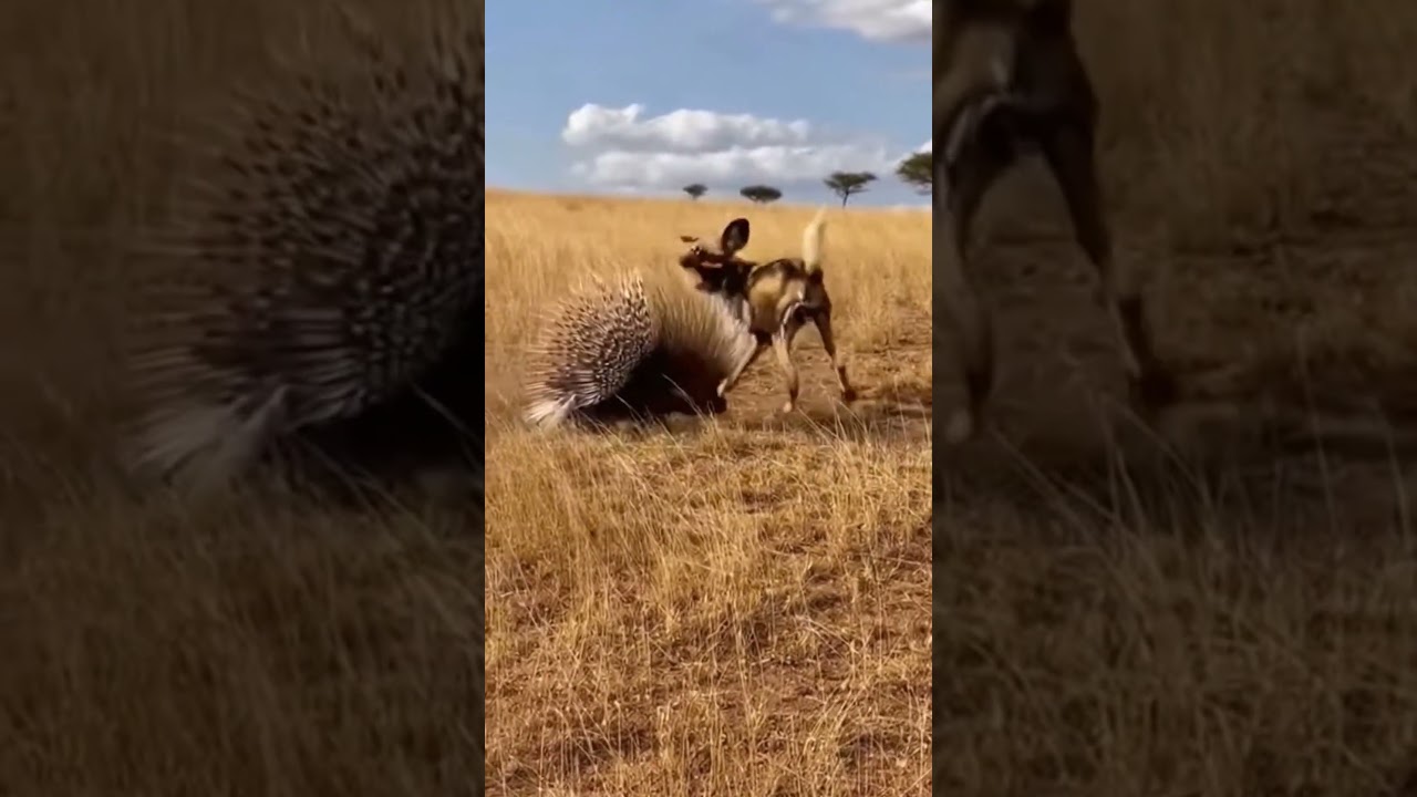 Wild Dog Learns the Hard Way 🐕💥