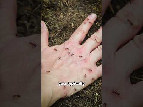 Why Fire Ants Sting All At Once 😱