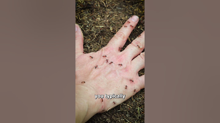 Why Fire Ants Sting All At Once 😱