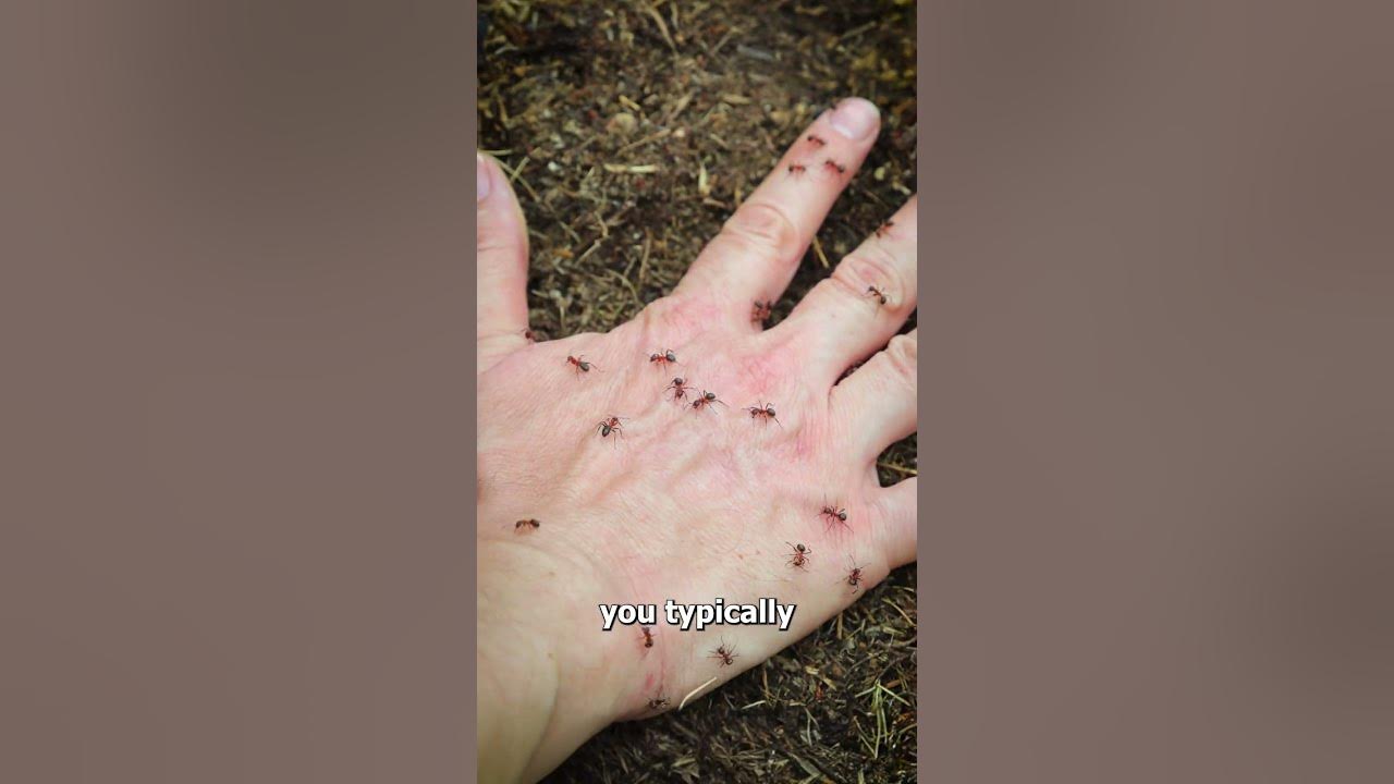 Why Fire Ants Sting All At Once 😱