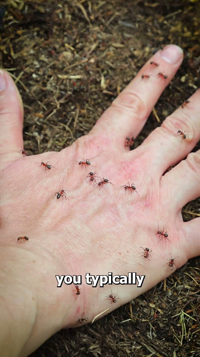 Why Fire Ants Sting All At Once 😱