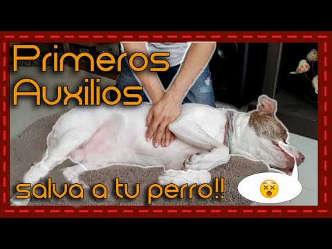 Video: Asfixia En Perros