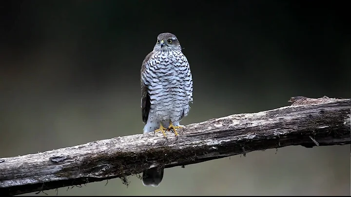 Sparrow hawk (karvaly)