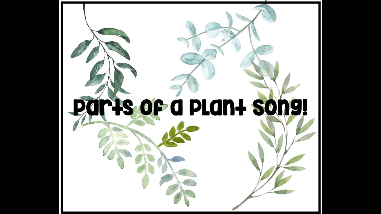 Parts of a Plant Song YouTube