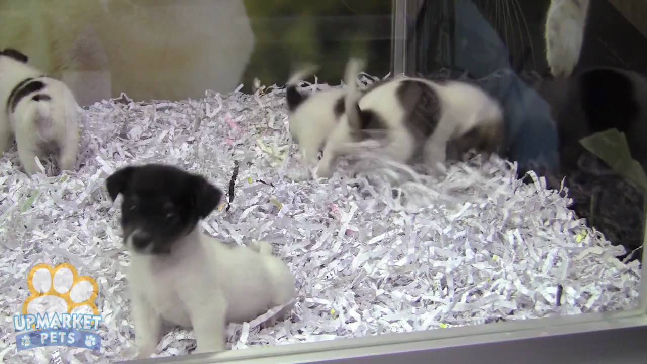 Purebred Jack Russell puppies YouTube