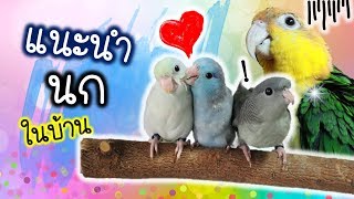 แนะนำสมาชิกนกในบ้าน อย่างเป็นทางการ!! | My PET EP.10