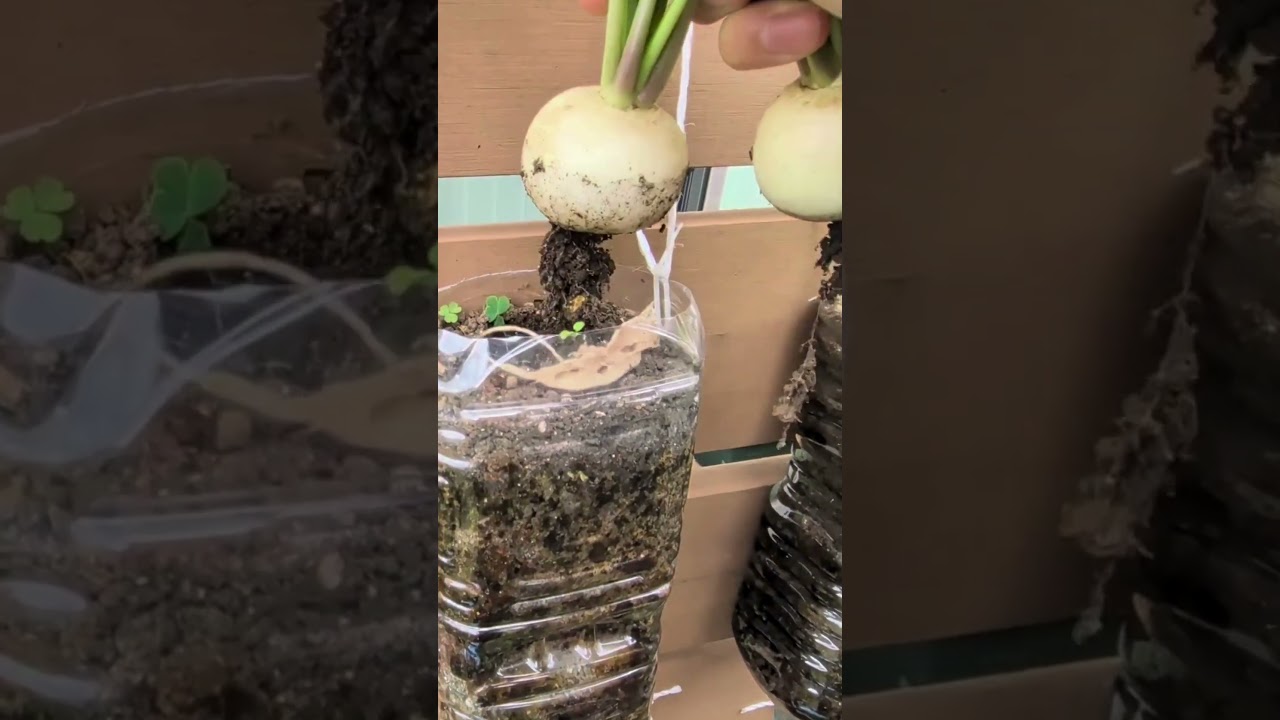Shocking Harvest! Growing Turnips in a Plastic Bottle from Seed 🥤🌱