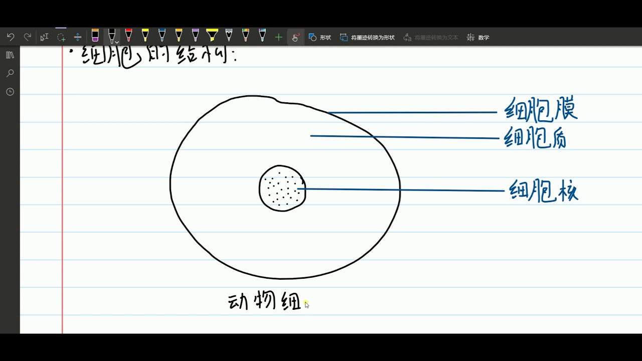 初一科学 上册 5 1 2动物细胞及植物细胞 绘图 Youtube