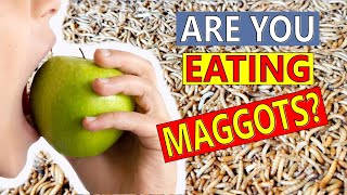 MOST People Eat Maggots. Are YOU one of them?